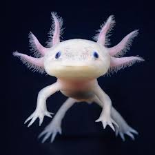 Your guess is as good as mine. 17 Adorable Critters To Make You Smile Wow Gallery