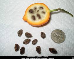 Image result for Tabernanthe