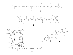 Image result for Myrica salicifolia