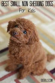 These Are The Best Small Non Shedding Dogs For Kids They Are Perfect For Families Short O Dog Breeds That Dont Shed Small Non Shedding Dogs Best Dogs For Kids