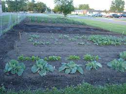 Maybe you would like to learn more about one of these? Replanting Zucchini Squash The Soul Patch