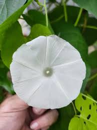 Image result for Ipomoea tenuirostris