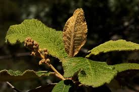 Image result for Tarchonanthus trilobus