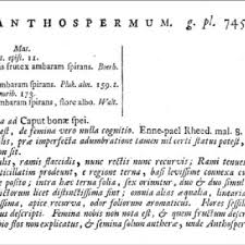 Image result for Anthospermum usambarense