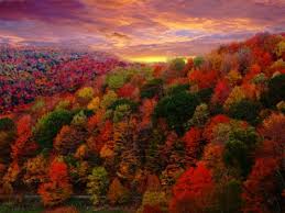 Not only is it good for diy and home improveme. Fall Foliage Jigsaw Puzzle