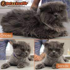 persian cat iran kedisi kedi kedi kopek