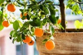 A pot at least 60cm deep and 60cm diameter is recommended, with a container 1m x 1m being ideal for larger rootstocks. 11 Best Fruit Trees To Grow In Containers Urban Garden Gal