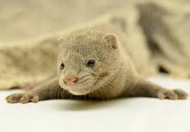 Mink Covid Cases Prompts Peta Appeal Materials Production News News