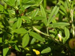 Image result for Stylosanthes