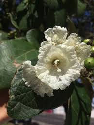 Image result for Cordia africana