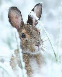 Een dik pak sneeuw, dat maakt het leven er voor veel dieren niet veel leuker op. Sneeuw Konijn Schattige Dieren Dieren Dieren Mooi