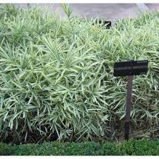 Image result for Pleioblastus fortunei