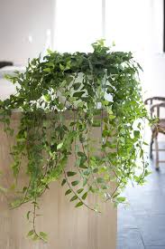 English Ivy Indoor Garden Indoor Plants Plants