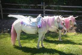 All prices based on a 30 mile radius form our location for exact price and booking please contact us. Rent Unicorn Ponies For Birthday Parties Simplemost
