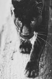 Best Style Interest Instagram Images On Designspiration Animals Wild Animals Photography Animals Black And White