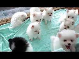 cok tatli kopek resimleri lps kahve youtube sevimli kopekler pomeranian yavrusu kopek