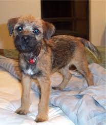Border Terrier Puppies Breeders Terriers Border Terrier Border Terrier Puppy Terrier