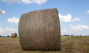 What is the average weight of a bale of hay? We Ve Got A Bale Weight Problem Hay And Forage Magazine