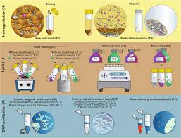 Kit contents qiaamp dna blood mini kits catalog no. Tendentious Effects Of Automated And Manual Metagenomic Dna Purification Protocols On Broiler Gut Microbiome Taxonomic Profiling Scientific Reports