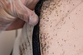 Image result for bed bugs droppings