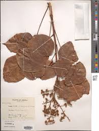 Image result for Agelaea pentagyna