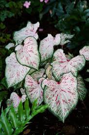 White Pink Green Candyland Premium Caladium Bulb Lively Root