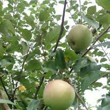 リンゴの育て方 植え付ける場所や時期は 種まきや鉢植えでも栽培できる Greensnap グリーンスナップ