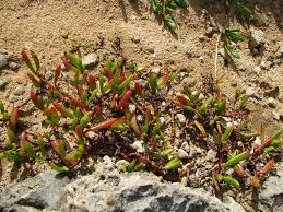 Image result for Sesuvium portulacastrum