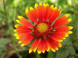 Gaillardia Pulchella Blanket Flower