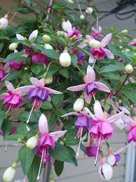 Fushia Flower Garden Flowers Garden