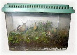 How To Keep Pet Garden Snails In A Small Pet Tank Or Habitat That Provides Comfortable Shelter And A Good Supply Of Air Snails In Garden Pet Snails Cheap Pets