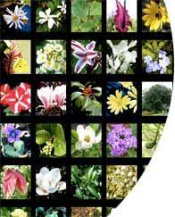 The asteraceae includes some of the very best plants for home landscapes dedicated to providing nectar and pollen for pollinators. 77 Best Florida Native Plants Ideas Florida Native Plants Native Plants Plants