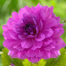 Pin On Garden