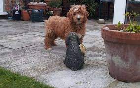 Red goldendoodle puppies for sale uk. Welcome To Kizzabella Doodles