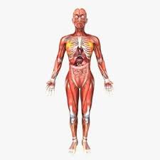 Minute anatomy.—a transverse section of dense bone may be cut with a saw and ground down until it is sufficiently thin. 3d Model Human Female Anatomy Buy Now 90607705 Pond5