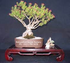Succulent crassulas include shrub (branching) varieties such as jade, and stacked crassulas with leaves pancaked along thin stems. Crassula Sarcocaulis Bonsai Google Search Bonsai Nursery Bonsai Succulents