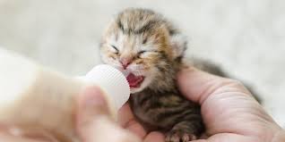 Ada beberapa hal yang harus. 5 Pilihan Susu Untuk Bayi Kucing Dan Cara Memberikannya Pintarpet