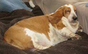 Big dog bopper the whopper is 'too fat for a kennel'. How To Tell Another Human Their Dog May Be Dangerously Obese Barkpost