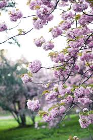 Apr 13, 2021 · best time to plant: Oh So Pretty Spring Beauty Beautiful Flowers Spring Blossom