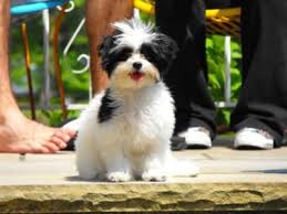 Black And White Maltese Chihuahua Mix Malchi Chihuahua Maltese Mix Info Temperament Puppies Pictures Video Chihuahua Dog Crossbreeds Puppies