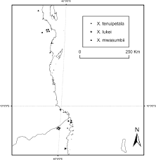 Image result for Xylopia collina