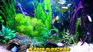 aquarium live wallpaper for pc 55 images