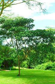 Image result for Croton megalocarpus