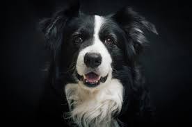 Although their long, luscious locks require regular grooming to keep them looking their best, you can take pride in the beauty and silkiness of their coats. 130 Black White Dog Names Pick A Name For Your Bicolor Dog