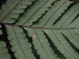 Image result for Ctenitis