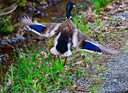 See the forbidden in 飞鸭 成人内容 - explore your desires