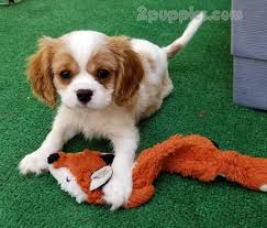 Find a cavalier king charles on gumtree, the #1 site for dogs & puppies for sale classifieds ads in the uk. Find Your Dream Puppy Of The Right Dog Breed At 2puppies Cavalier King Charles Spaniel Tricolor Cocker Spaniel Puppies King Charles King Charles Cavalier Spaniel Puppy