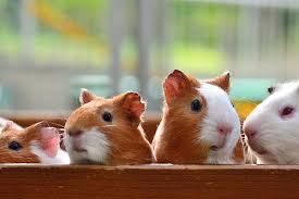 Pets In The Classroom