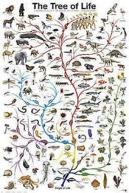 Evolution The Tree Of Life Biology Science Chart Education Print Poster 24x36 Ebay