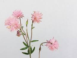 See more ideas about seasonal flowers, flowers, growing flowers. Wedding Flowers For Every Season